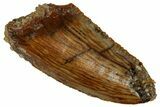 Serrated Raptor Tooth - Real Dinosaur Tooth #333352-1